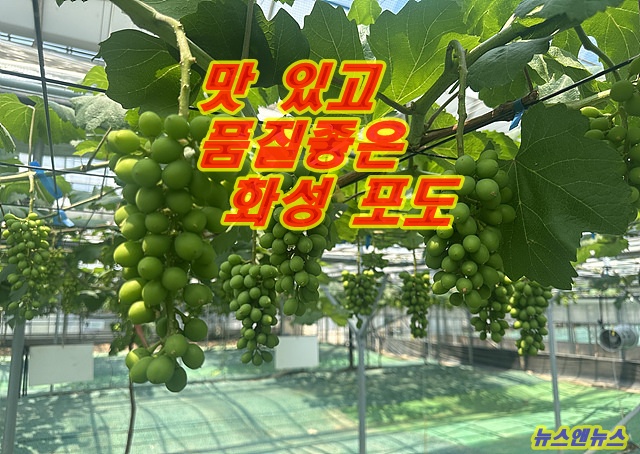 화성 포도 국내 1위 탈환