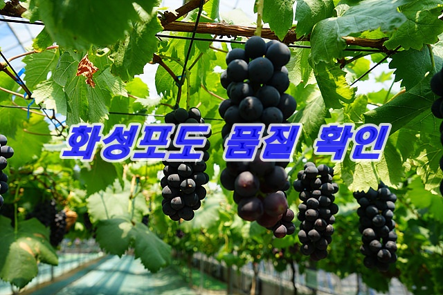 화성 포도는 달콤함이 인정 받고 있다.