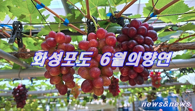 화성시송산 포도
