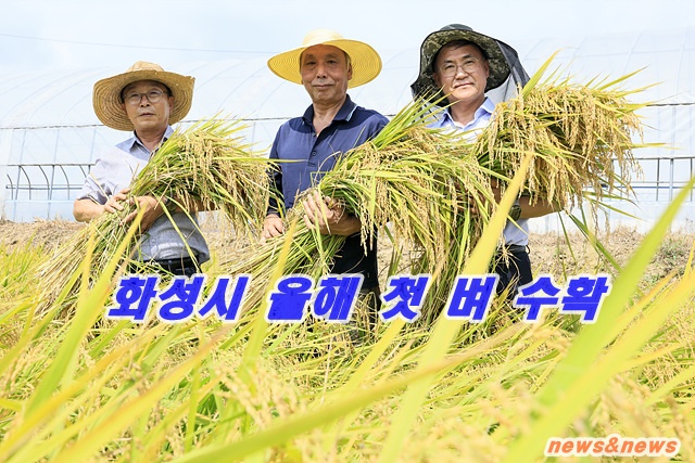 화성시 정남면올해 첫 벼 수확