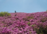 보성군, 전국 최대 철쭉군락지 일림산 탐방 환경 개선