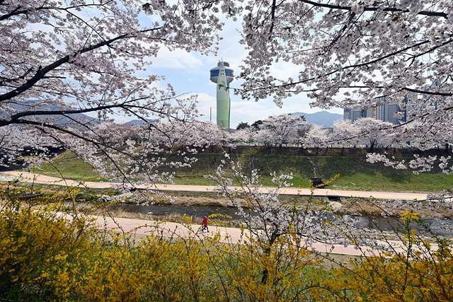 “우리 가족 첫 나무예요”… 하남 감일 능안천에 심은 분홍빛 설렘