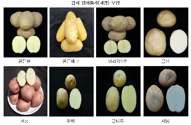 광주시, 국산 감자 8개 품종 현장 시험 재배 추진