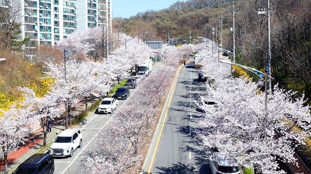 안성에 봄이 내려앉았다‥“벚꽃 만개, 이번 주 절정”
