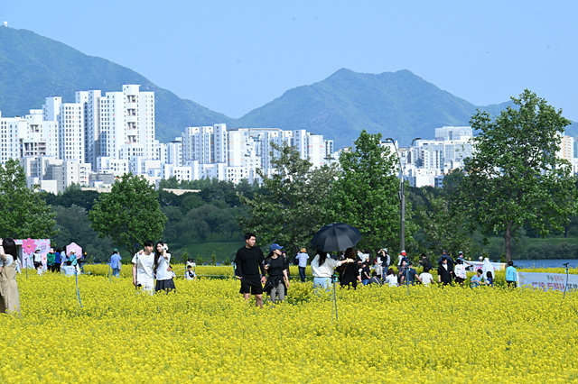 노란 물결 속 봄의 향연, ‘2026 구리 유채꽃 축제’ 성황리 마무리