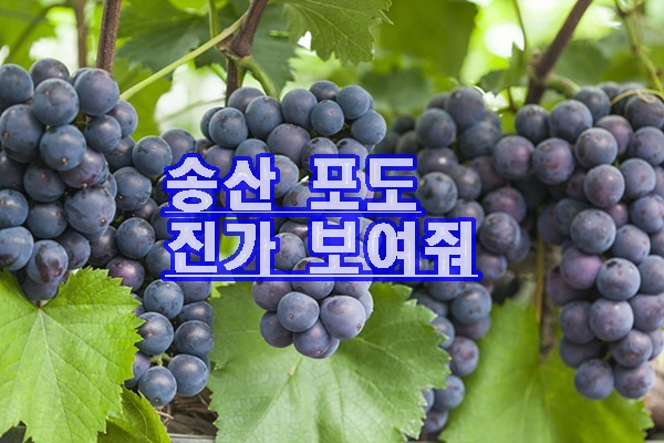 화성특례시 포도농가 지원 결실