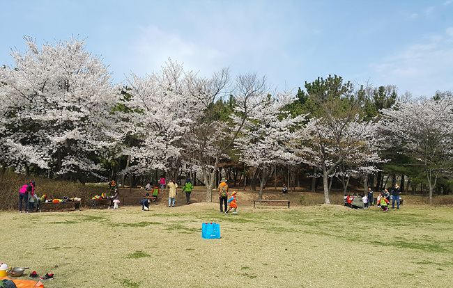 사본 -벚꽃길시민이용.jpg