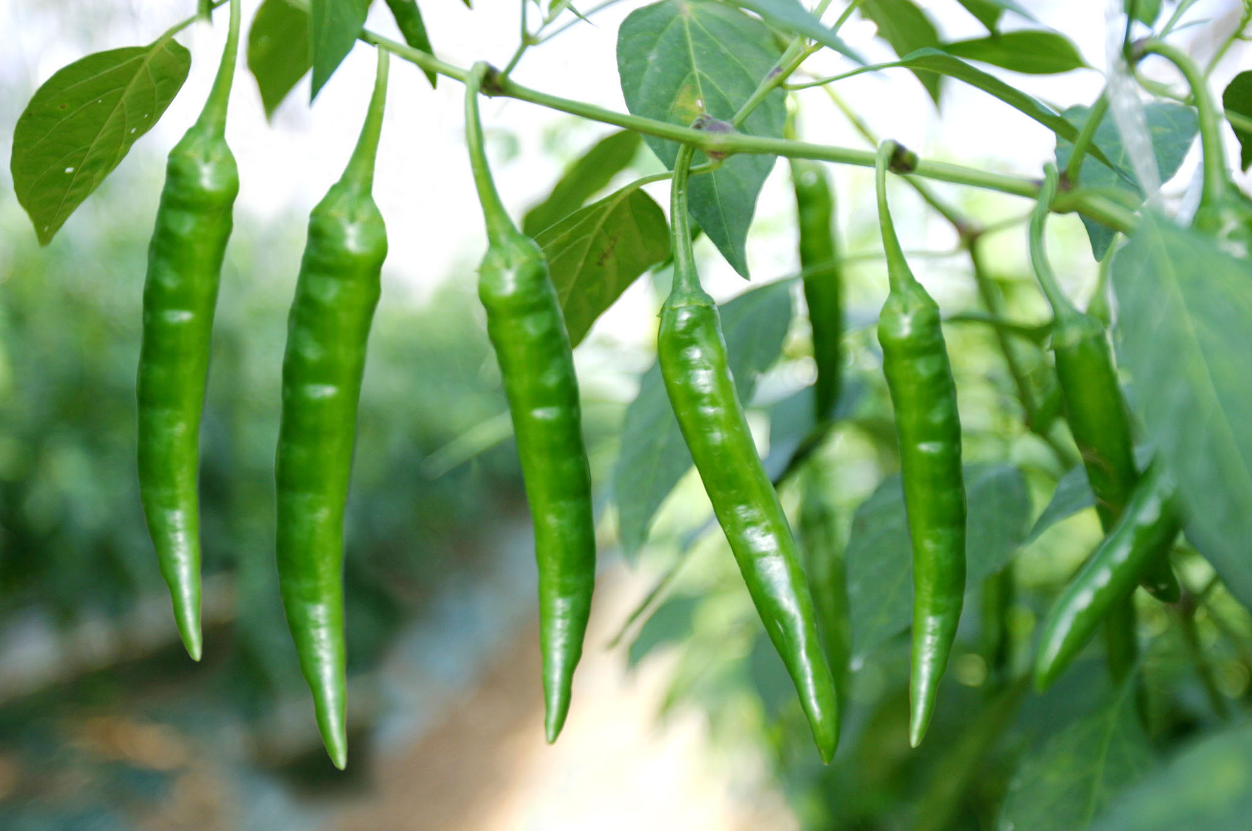 20200210-고추,깻잎 바이러스 예방 효과-1.jpg