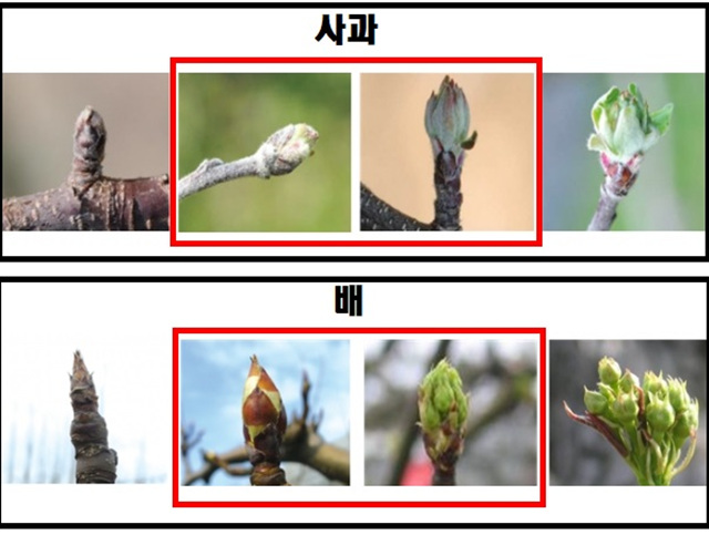04-1 사과 배 눈 발생시기별 사진(과수화상병 기사관련 사진).jpg