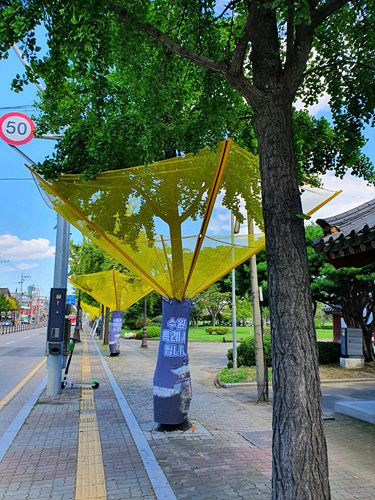 수원시, 가을철‘은행나무 열매’ 악취 조기에 잡는다.jpg