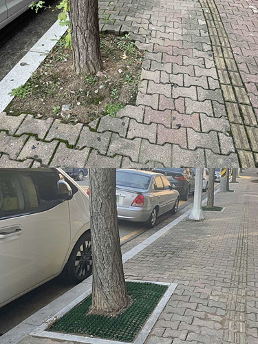 수원시, 가로수 보호 시설물 깔끔하게 정비한다.jpg