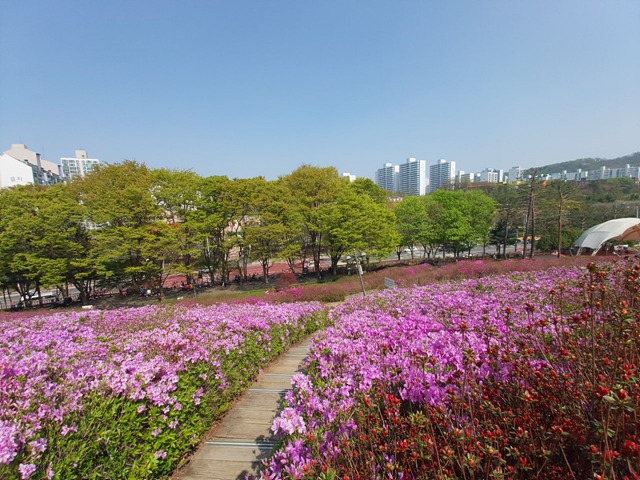 2. 화사한 자태를 뽐내고 있는 군포 철쭉동산의 철쭉.jpg