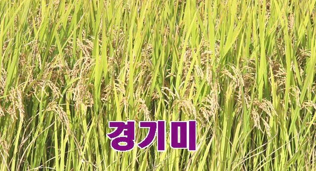 쌀.jpg