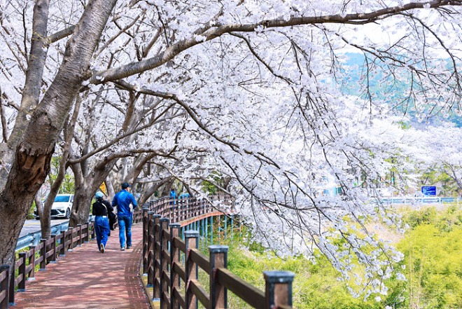 ① 꽃비 흩날리는 길 위에서 웃음이 피어나는 순간, 함께 걷기 좋은 보성.jpg