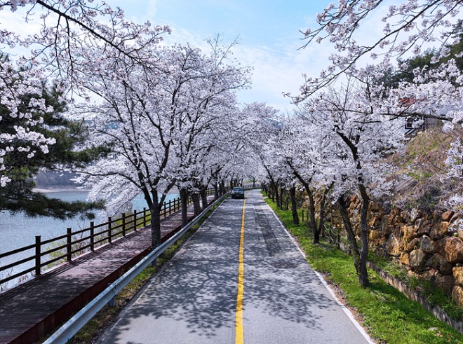 ③ 흩날리는 벚꽃 따라 달리기만 해도 좋은 길, 보성.jpg